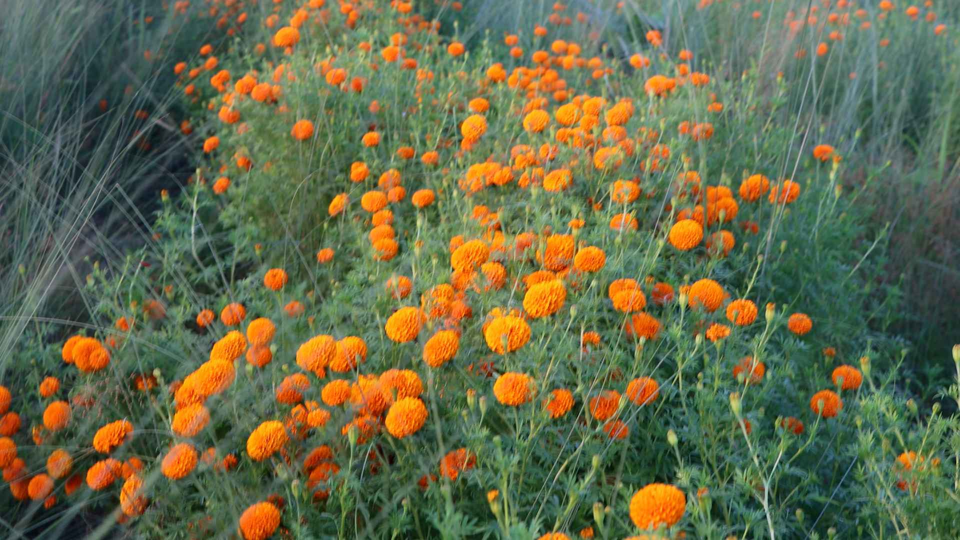 Photo (3) (43)_11zon