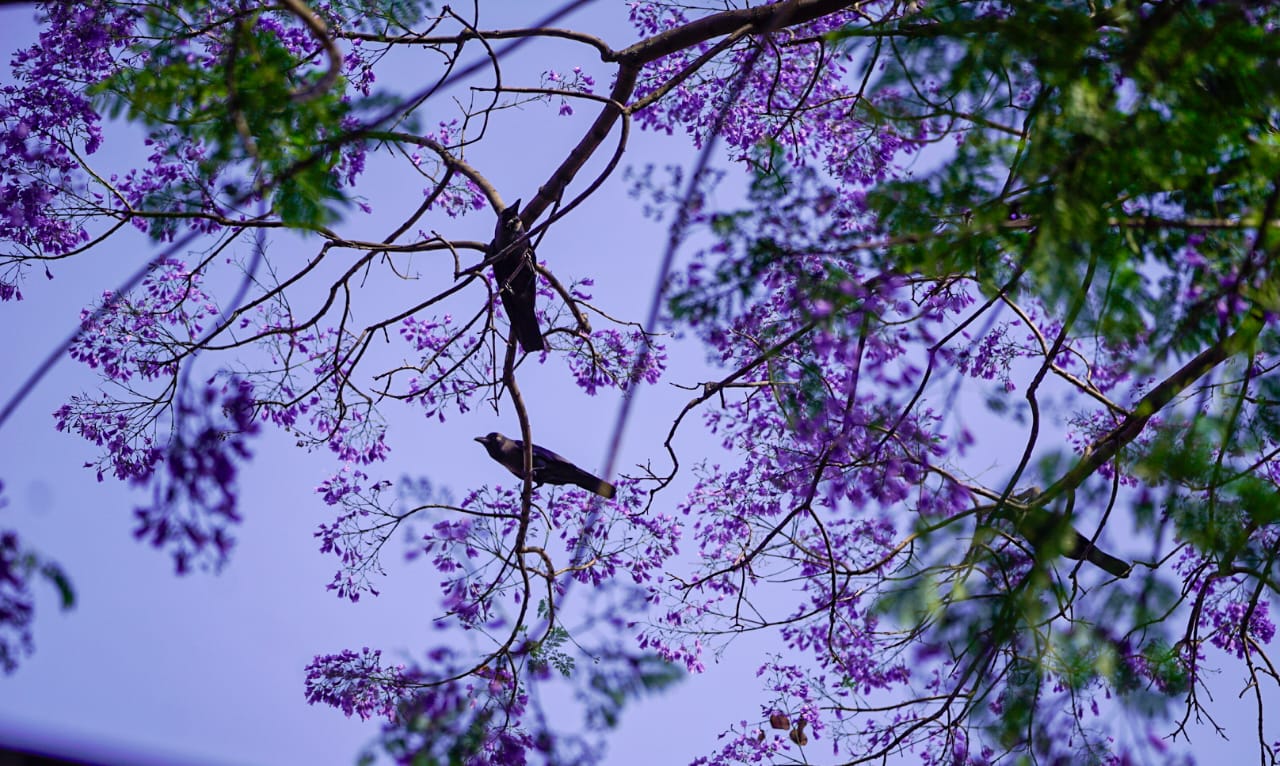 राजधानीमा वसन्तको झल्को, ज्याकाराण्डा फूलले सजियो सिंहदरबार क्षेत्र