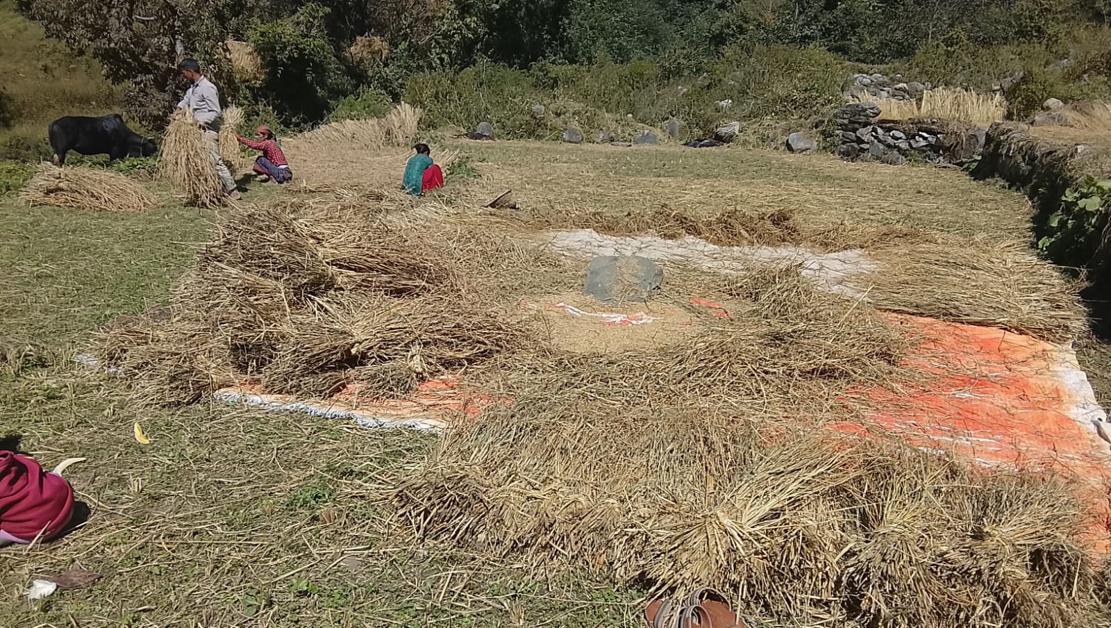 काटेको धानबाली चुट्नमा व्यस्त बाजुराका किसान