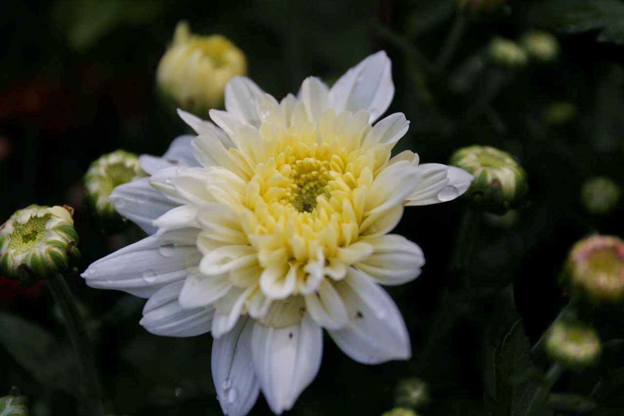 Photo (4) (37)_11zon
