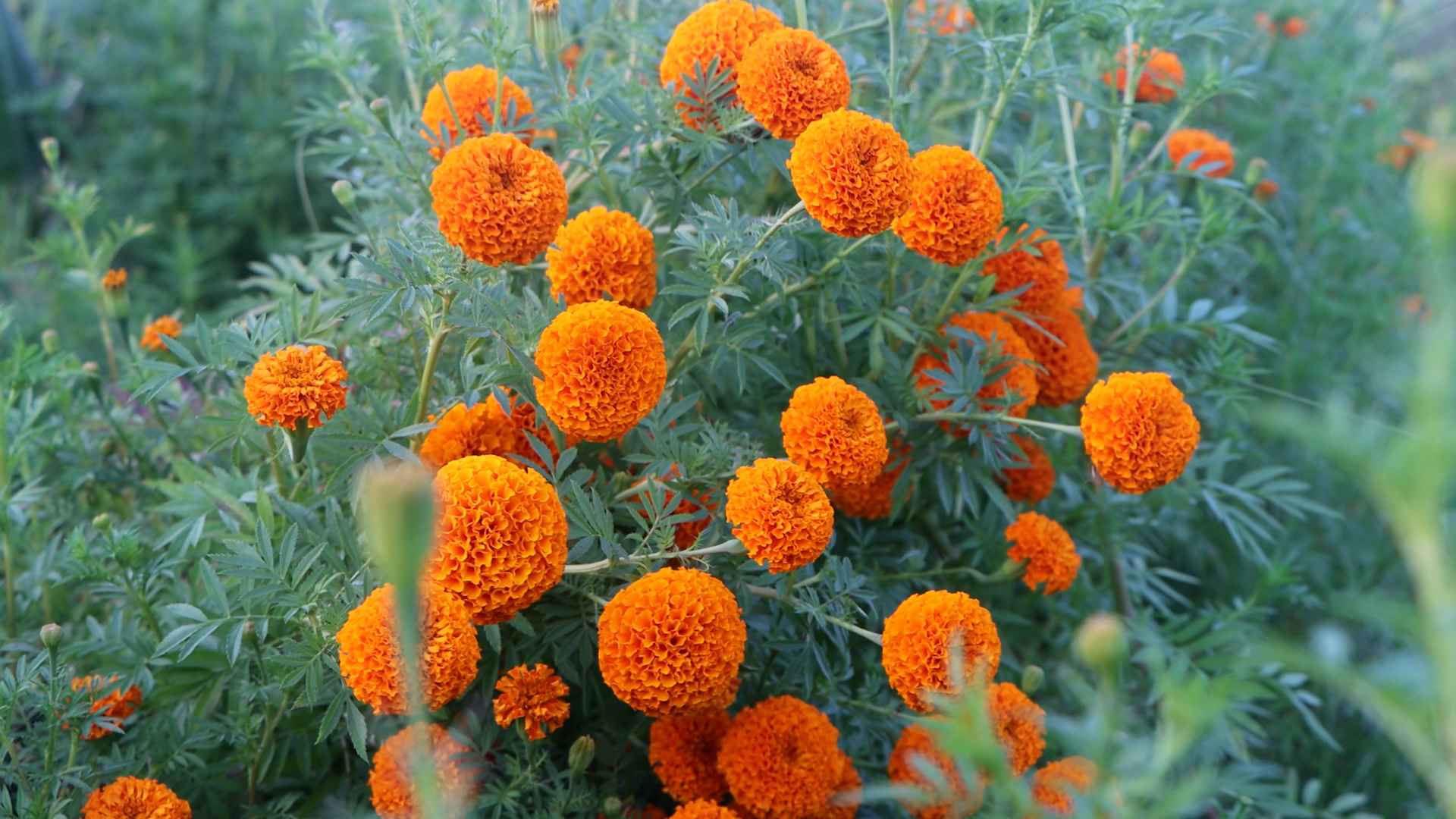 Photo (8) (33)_11zon