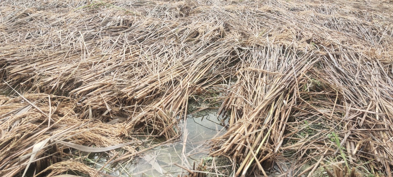 बेमौसमी वर्षाले रामेछापमा ८७ हेक्टरभन्दा बढी धानबालीमा क्षति