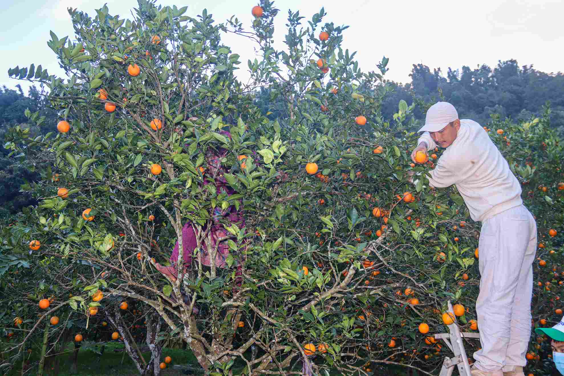 photo-12_39aaf7e3_11zon