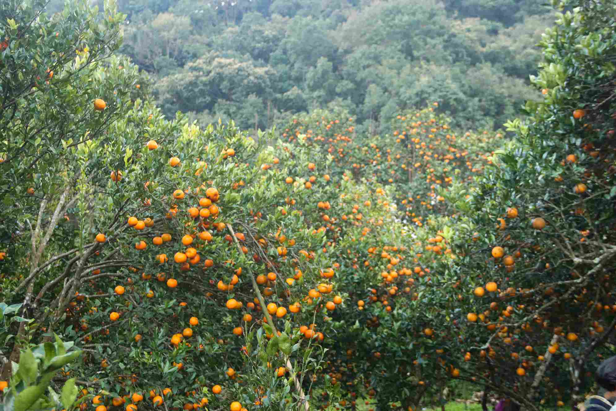 photo-14_735c0d65_11zon