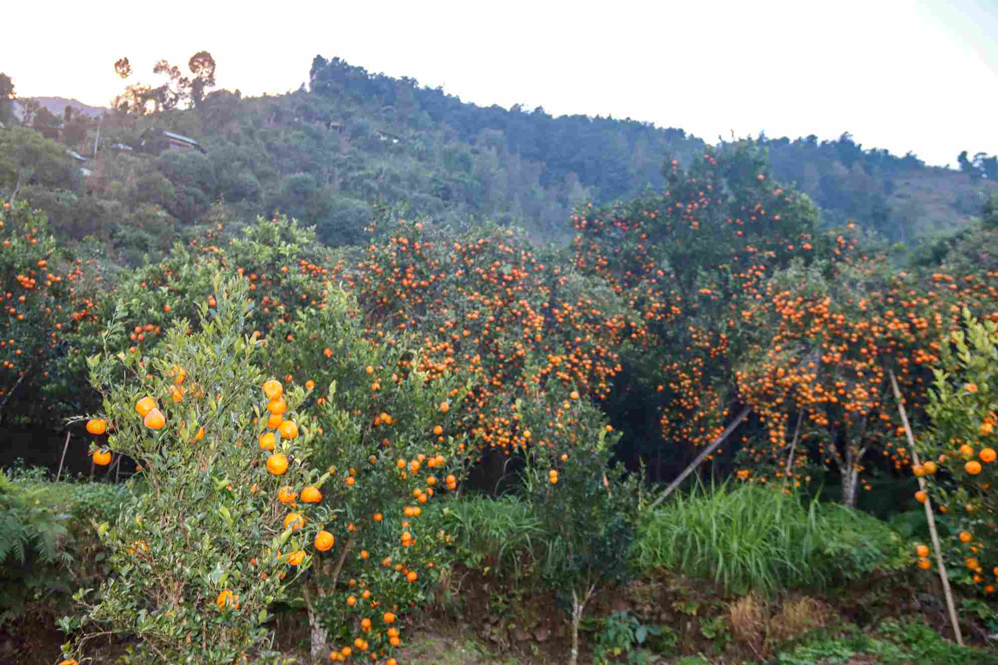 रसिलो र स्वादिलो सिन्धुलीको जुनार (तस्बिरहरु)