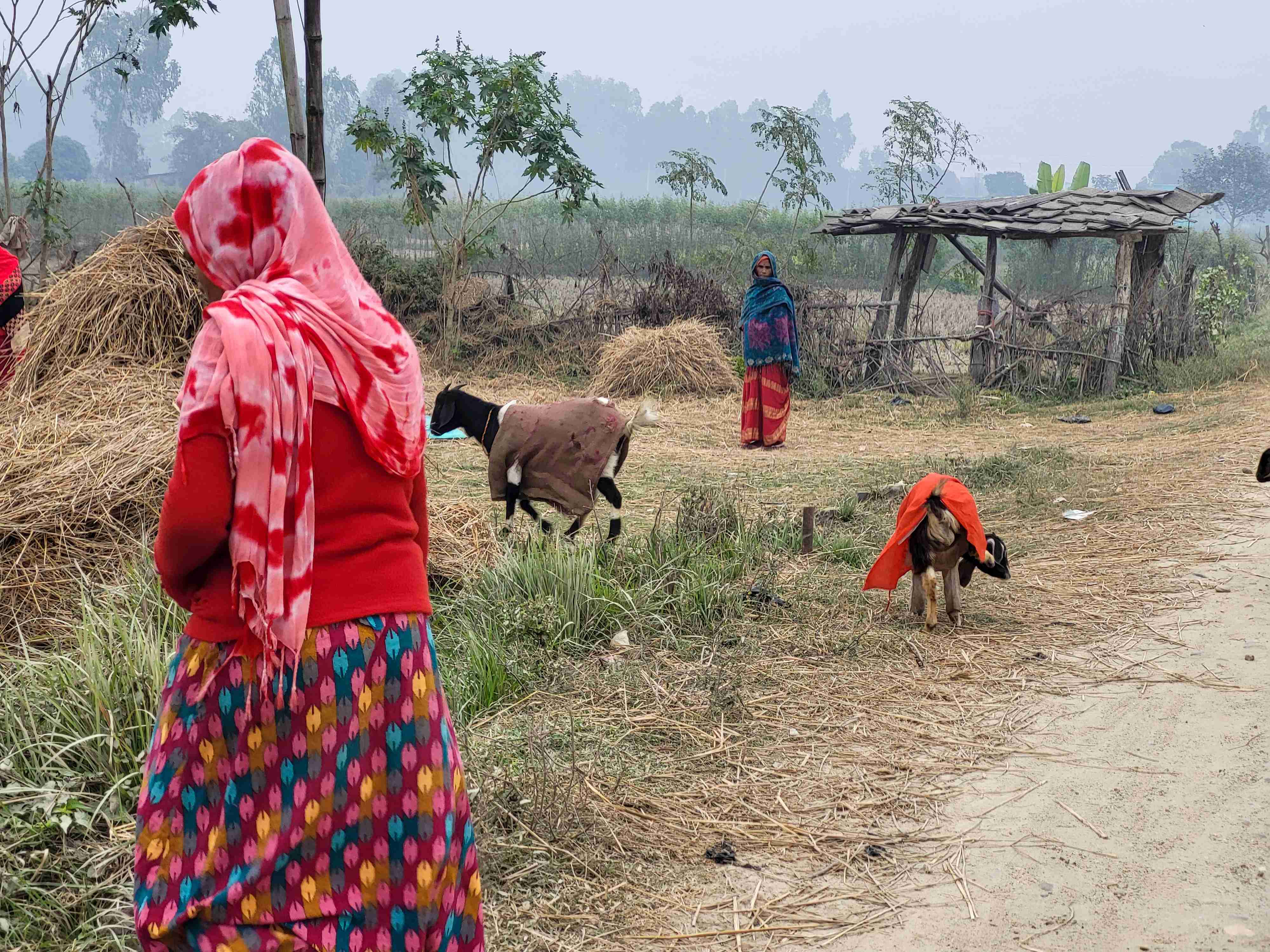 चिसोको प्रभाव: मानिस र पशुधन दुवै प्रभावित (तस्बिरहरू)