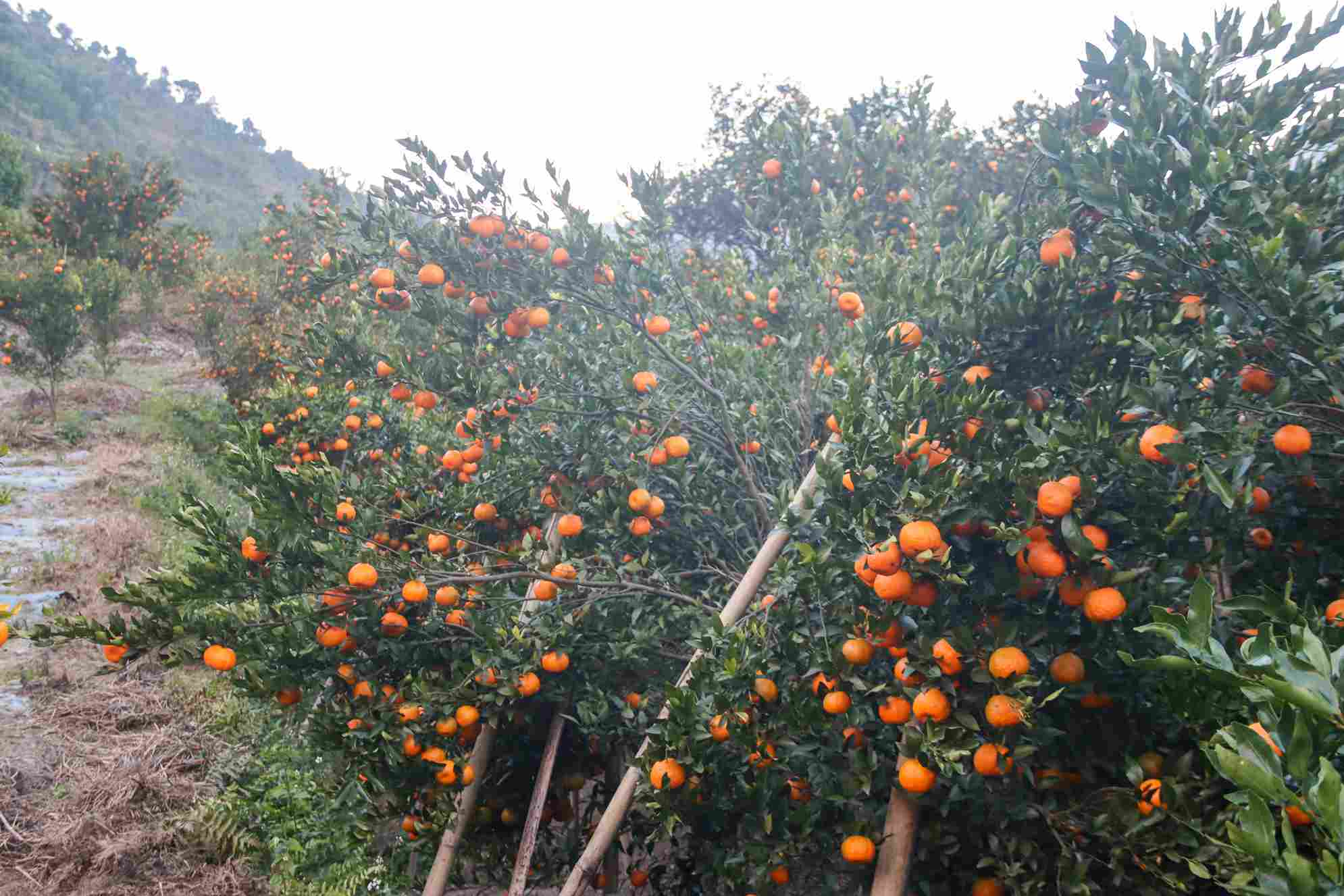 photo-19_86292adb_11zon