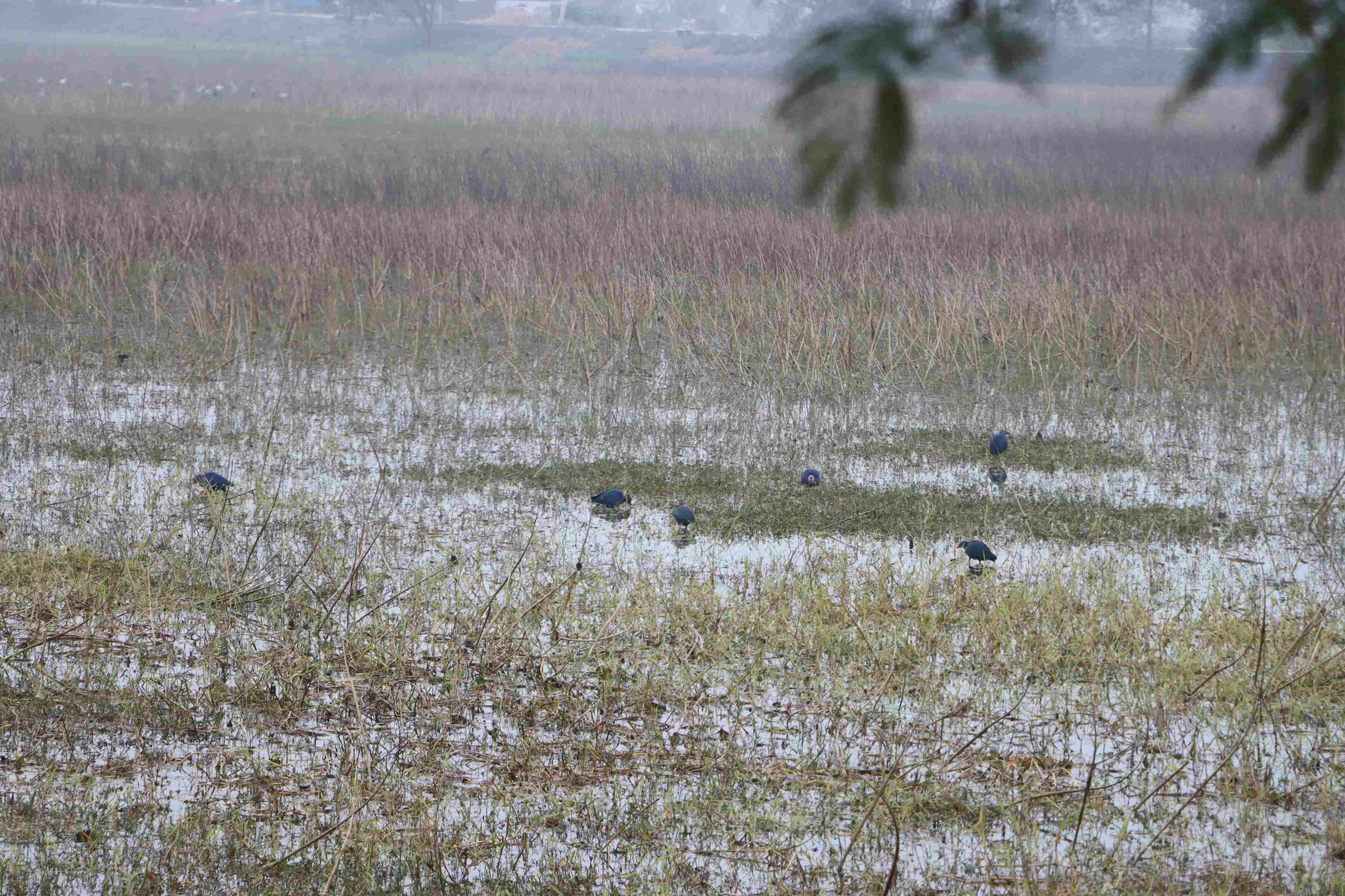 बढैयातालमा रमाउँदै आगन्तुक चराहरु