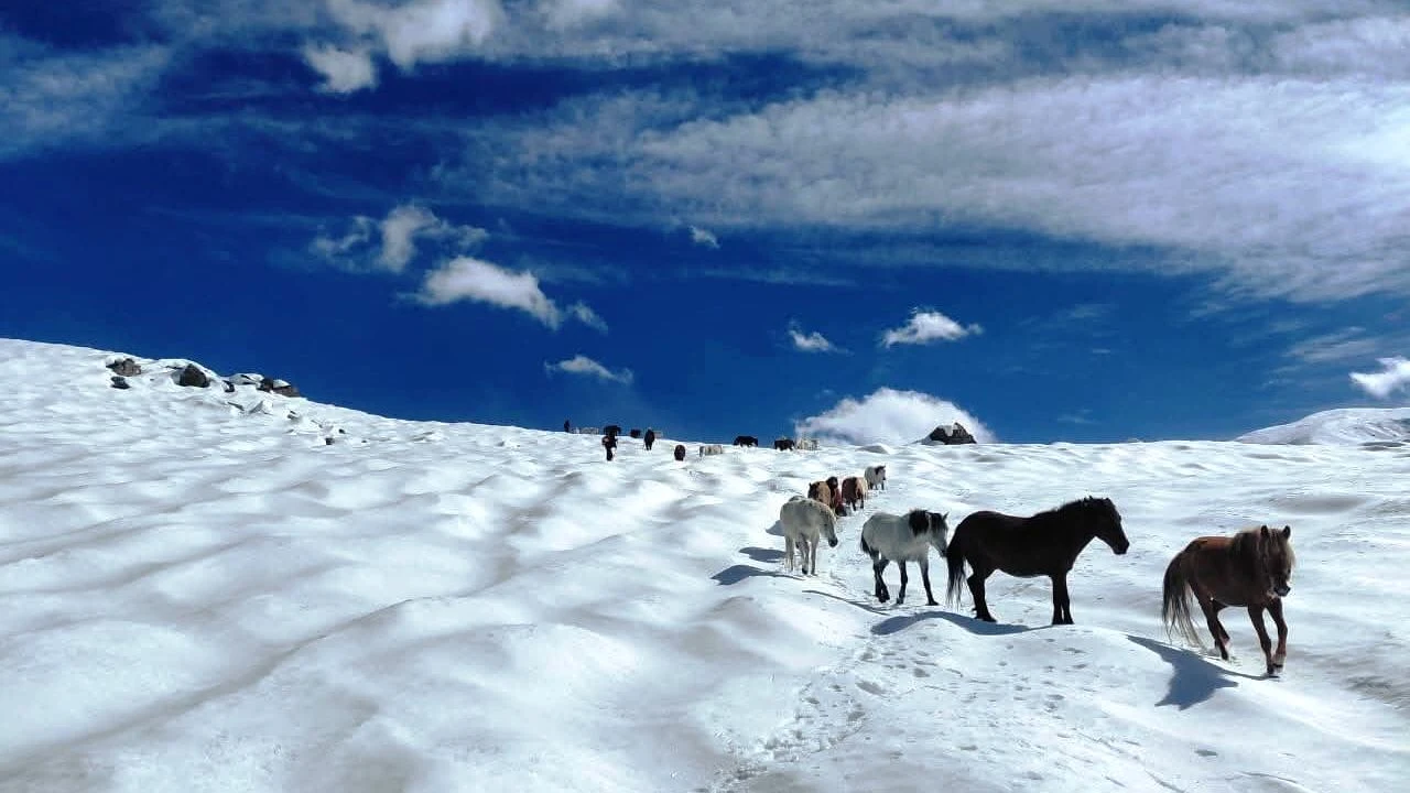 हिमपातमा बेपत्ता ३०७ पशुको २७ दिनपछि जीवितै उद्धार