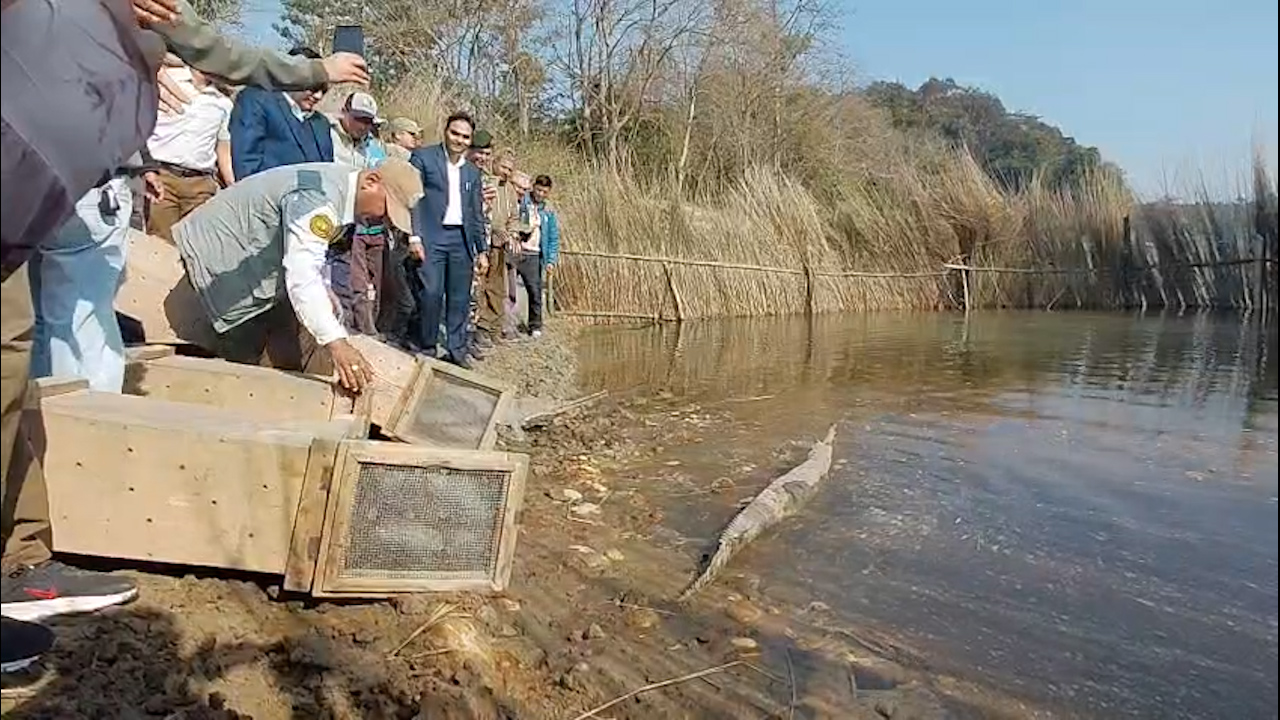 विश्व सिमसार दिवसका अवसरमा राप्ती नदीमा छाडियो घडियाल गोही