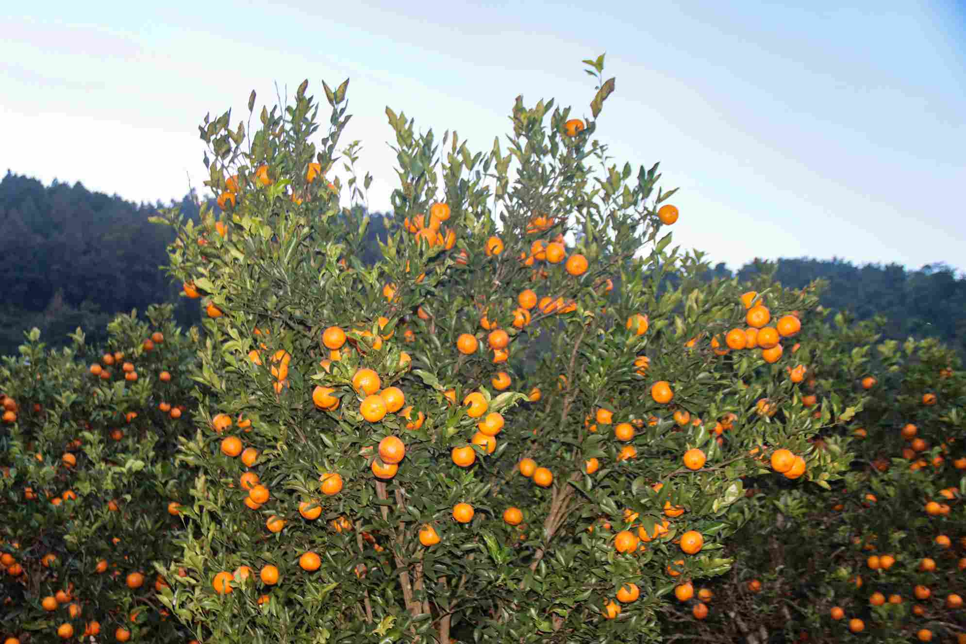 photo-20_56dcb9b1_11zon