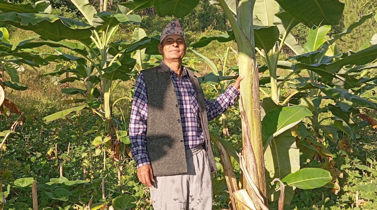 फलफूल खेतीमा रमाएका घिमिरे दम्पती