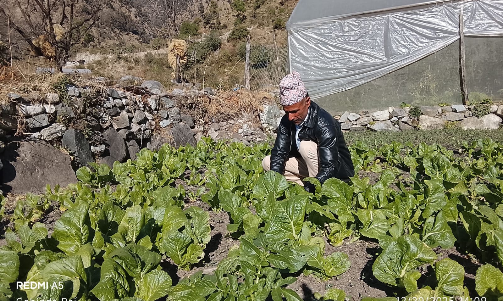 धेरै दौंतरी विदेशिए, महाँचन्द्र तरकारी खेतीबाटै मासिक डेढ लाख कमाउँदैछन् (तस्बिरहरूसहित)