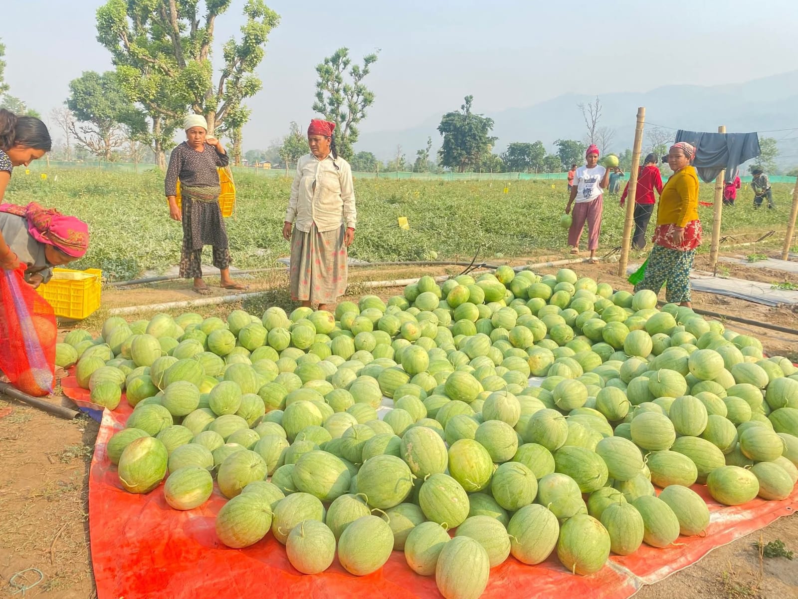 कृषि विज्ञान विद्यार्थी समीर खत्रीले कृषि व्यवसायबाट मनग्य आम्दानी गर्दै