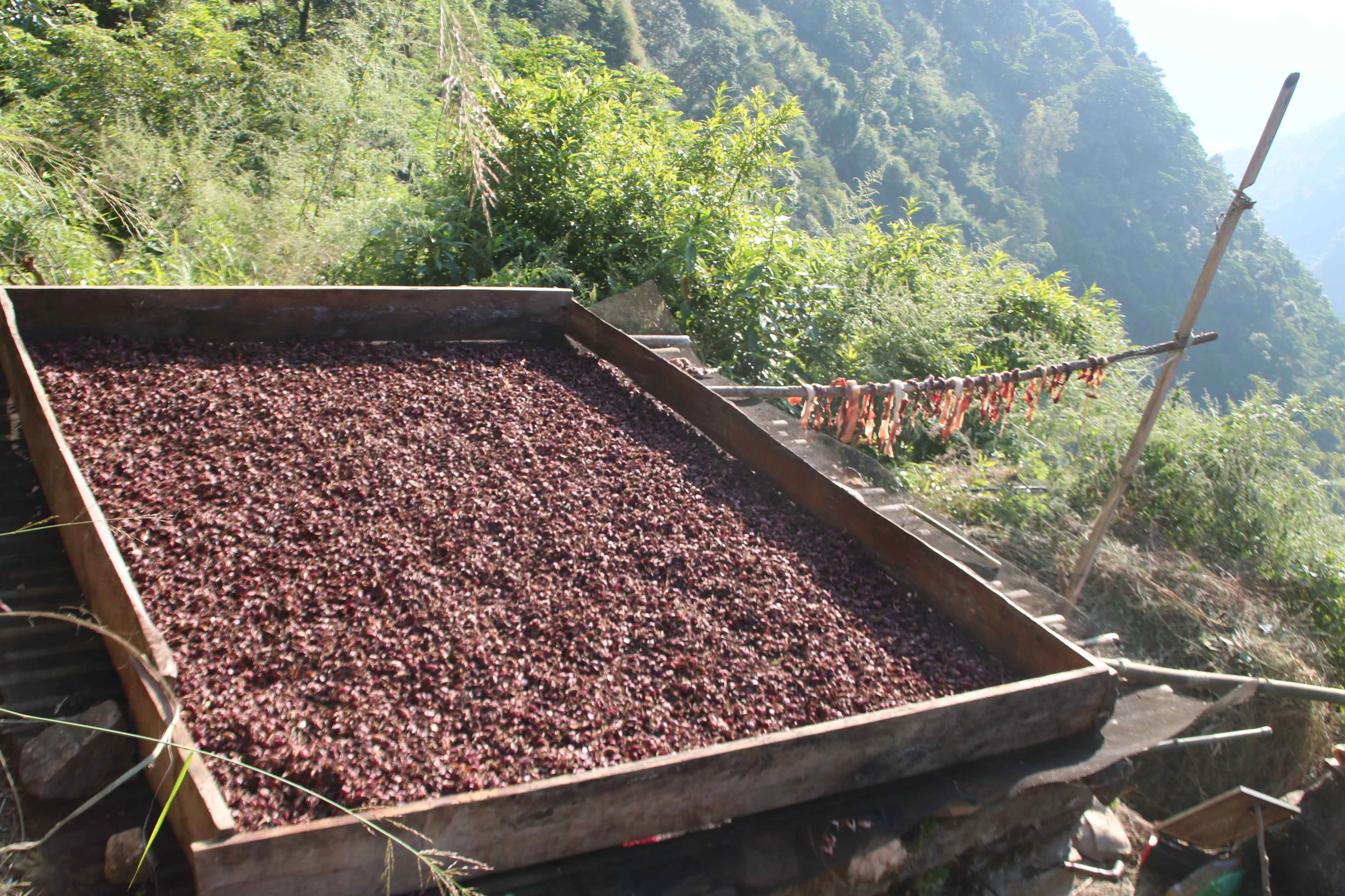 अलैँची सुकाउँदै किसान (तस्बिरहरू)
