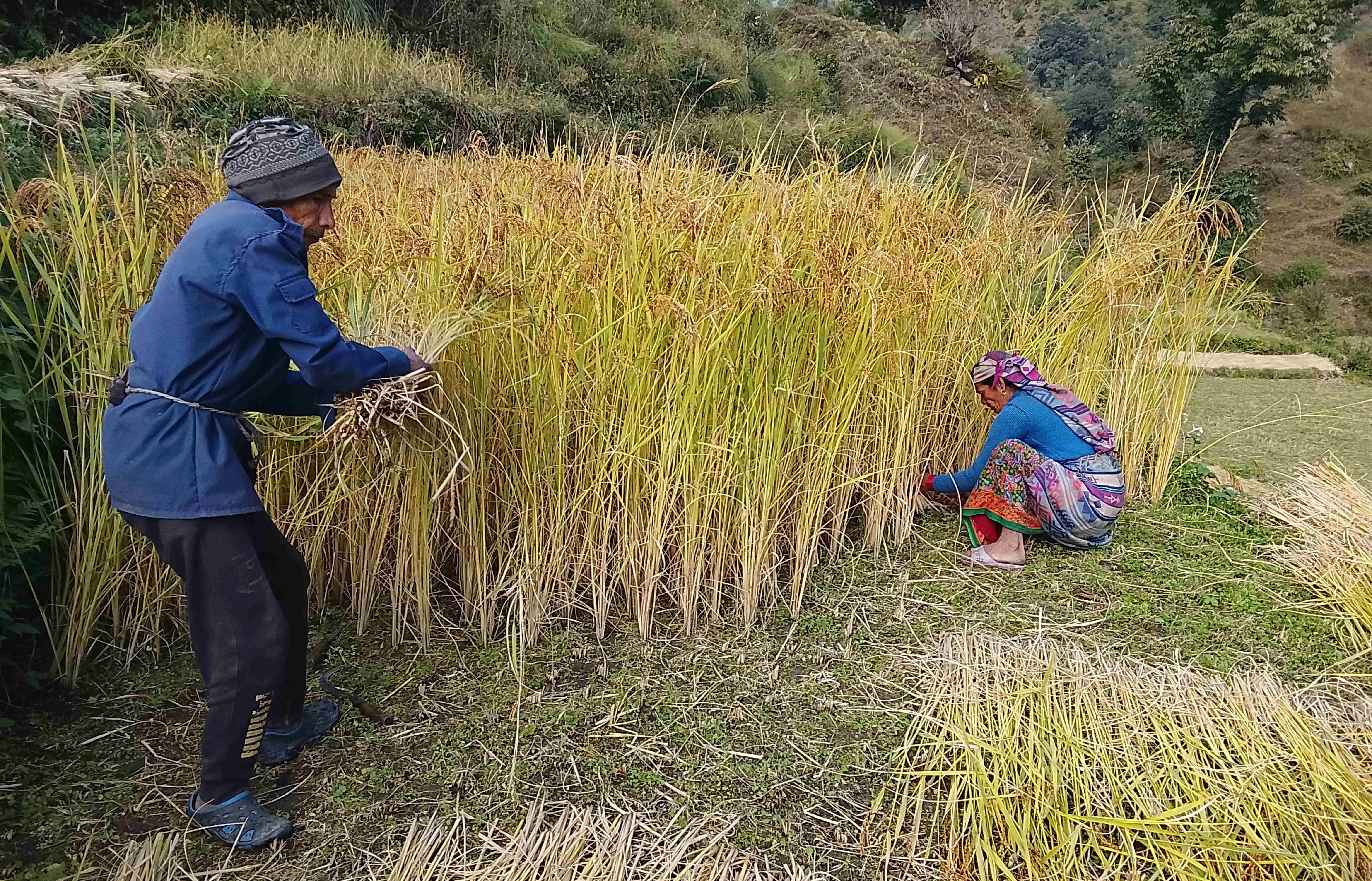 बाजुराका किसानलाई चाडपर्व भन्दा बाली भित्र्याउन चटारो
