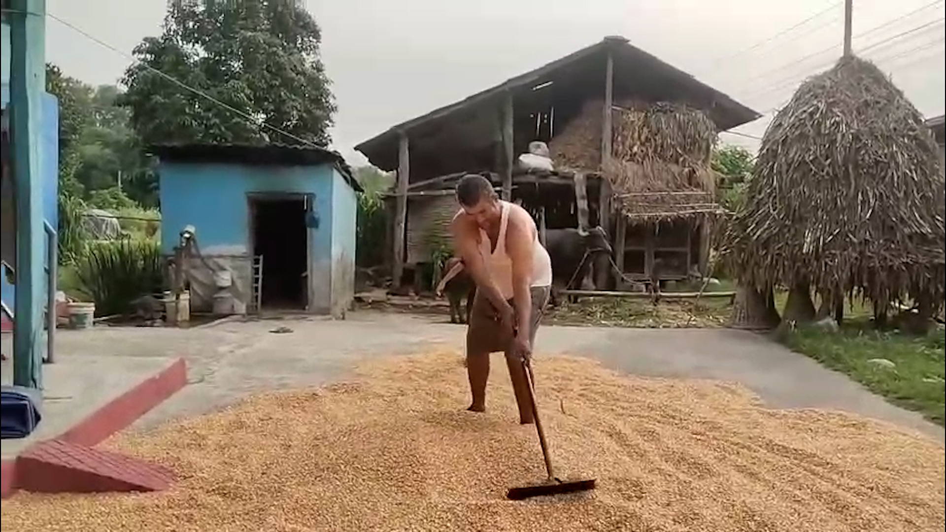 लगानी नउठ्दा मकै किसान चिन्तित