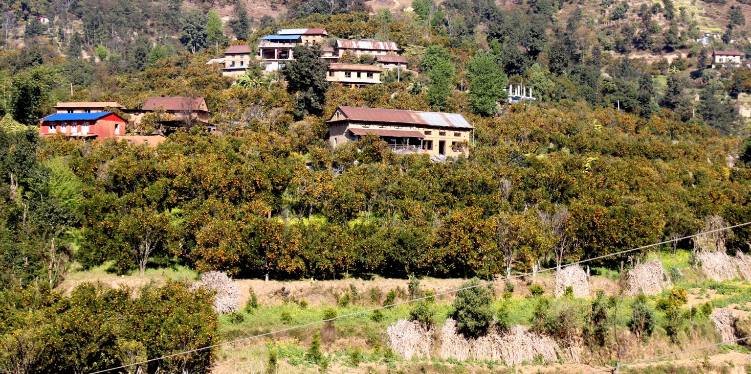 कृषि र पर्यटन जोड्ने ‘सुन्तला–हाइकिङ’ काभ्रेपलाञ्चोकमा पुनः सुरु