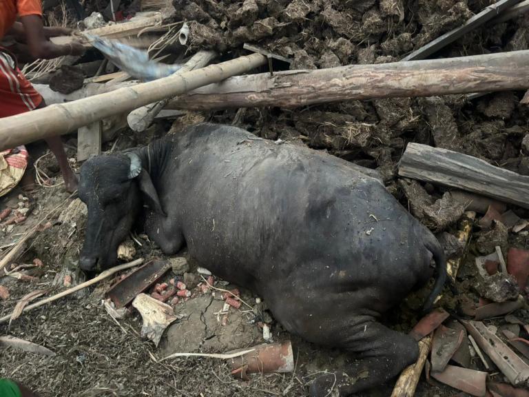 हावाहुरीले गोठ भत्किँदा दुई वटा भैँसी मरे