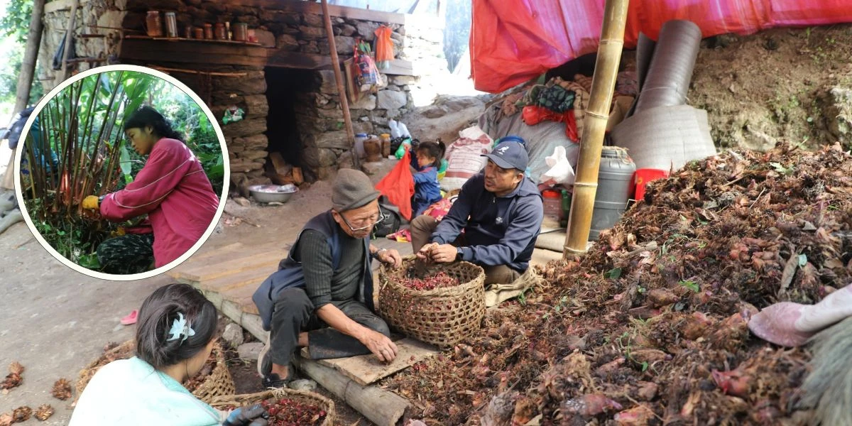 ताप्लेजुङका किसान अलैँची बगानमै दशैँ मनाउँदै, दिनभर बगानमा, रातभर भट्टीमा