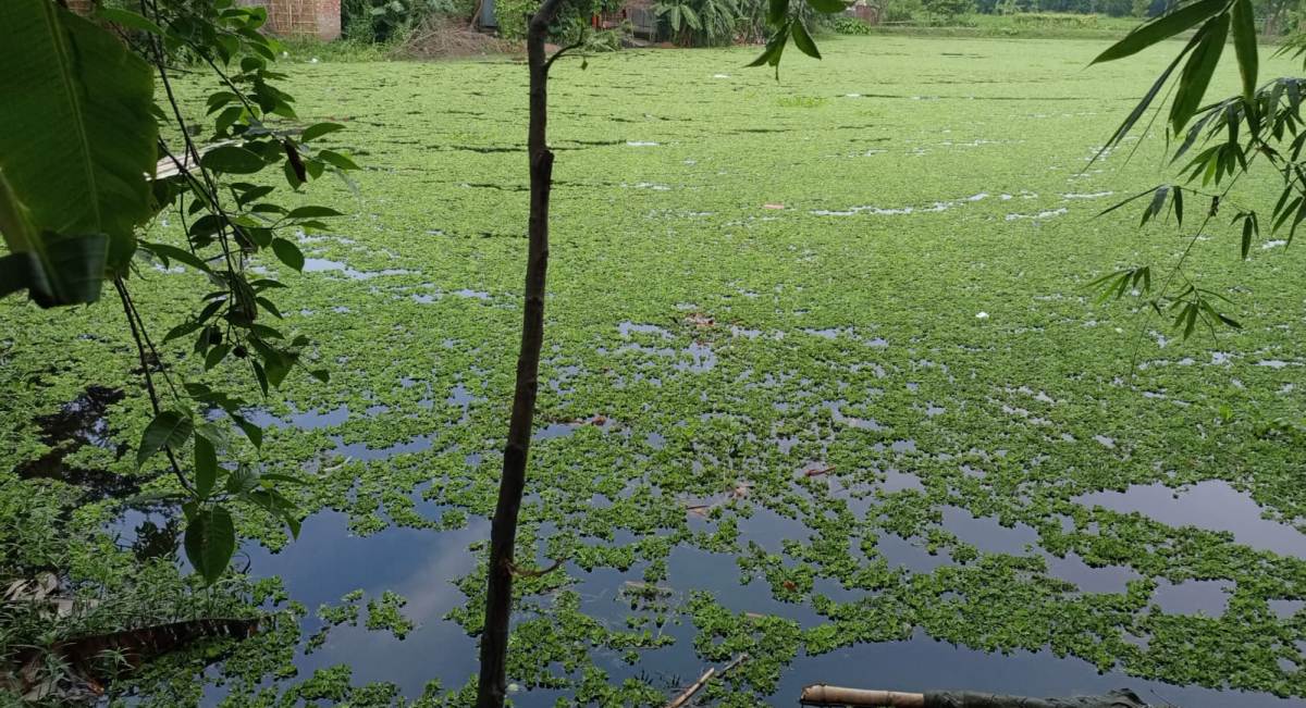 पोखरीमा डुबेर मोरङमा बालकको मृत्यु