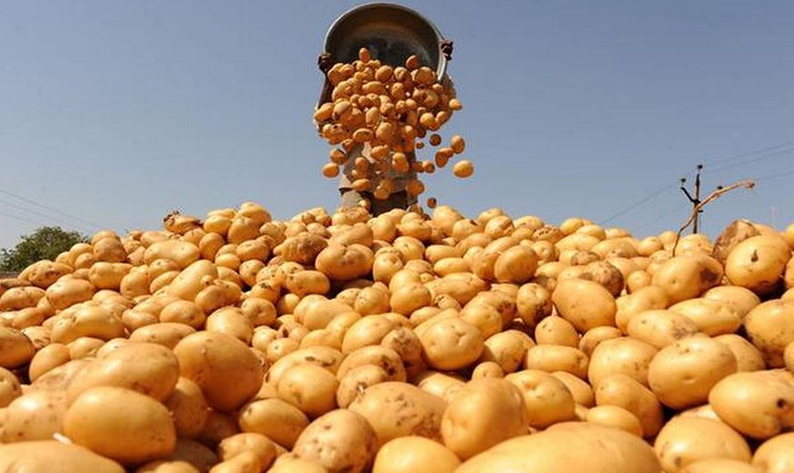 आलु खेतीले फेरियो किसानको दैनिकी