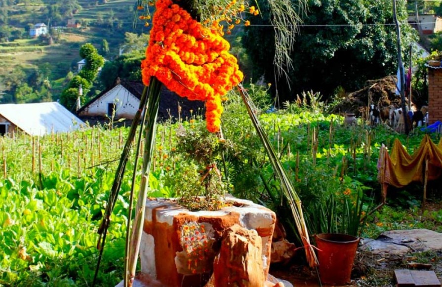 आज हरि बोधिनी एकादशी : घरमा रोपिएको तुलसीलाई दामोदरसँग विवाह गरिँदै