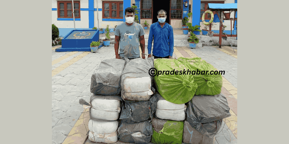 मोरङबाट ३४७ किलो गाँजासहित २ जना पक्राउ