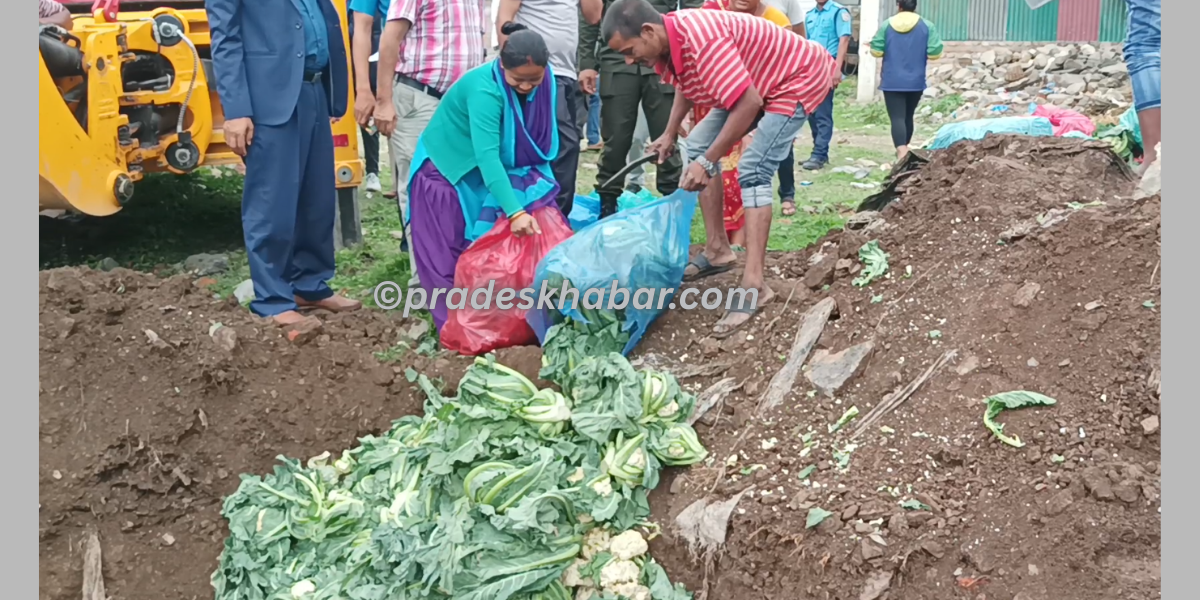 अत्यधिक विषादी भेटिएपछि धरानमा २४ सय केजी फुलकोपी नष्ट