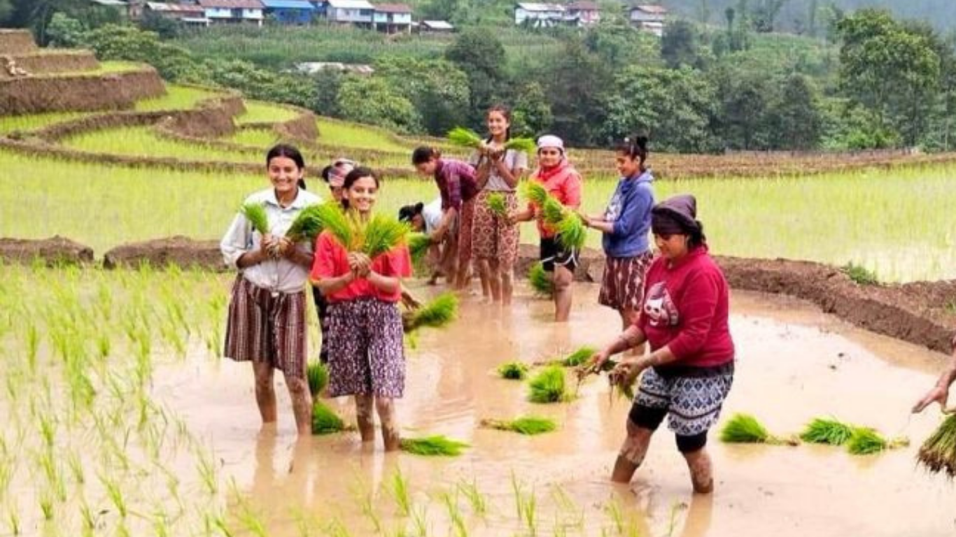 किन घट्यो पूर्वमा धान रोपाइँ ?
