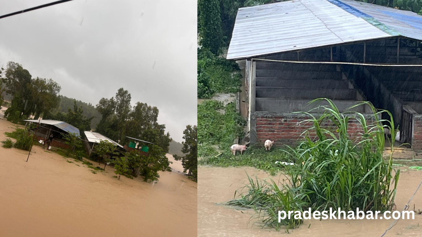 सुनसरीमा तिहारका लागि राखेको बङ्गुर बाढीले बगाउँदा ८० लाख बढीको क्षति