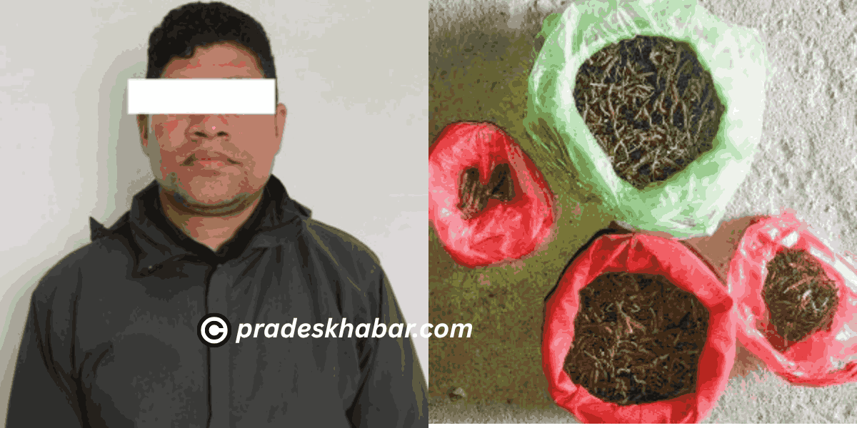खाँदबारीबाट १ किलोभन्दा बढी यार्चासहित एकजना पक्राउ