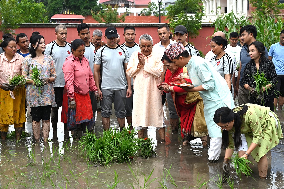 असार १५ सम्म देशभर २०.३ प्रतिशत धान रोपाइँ