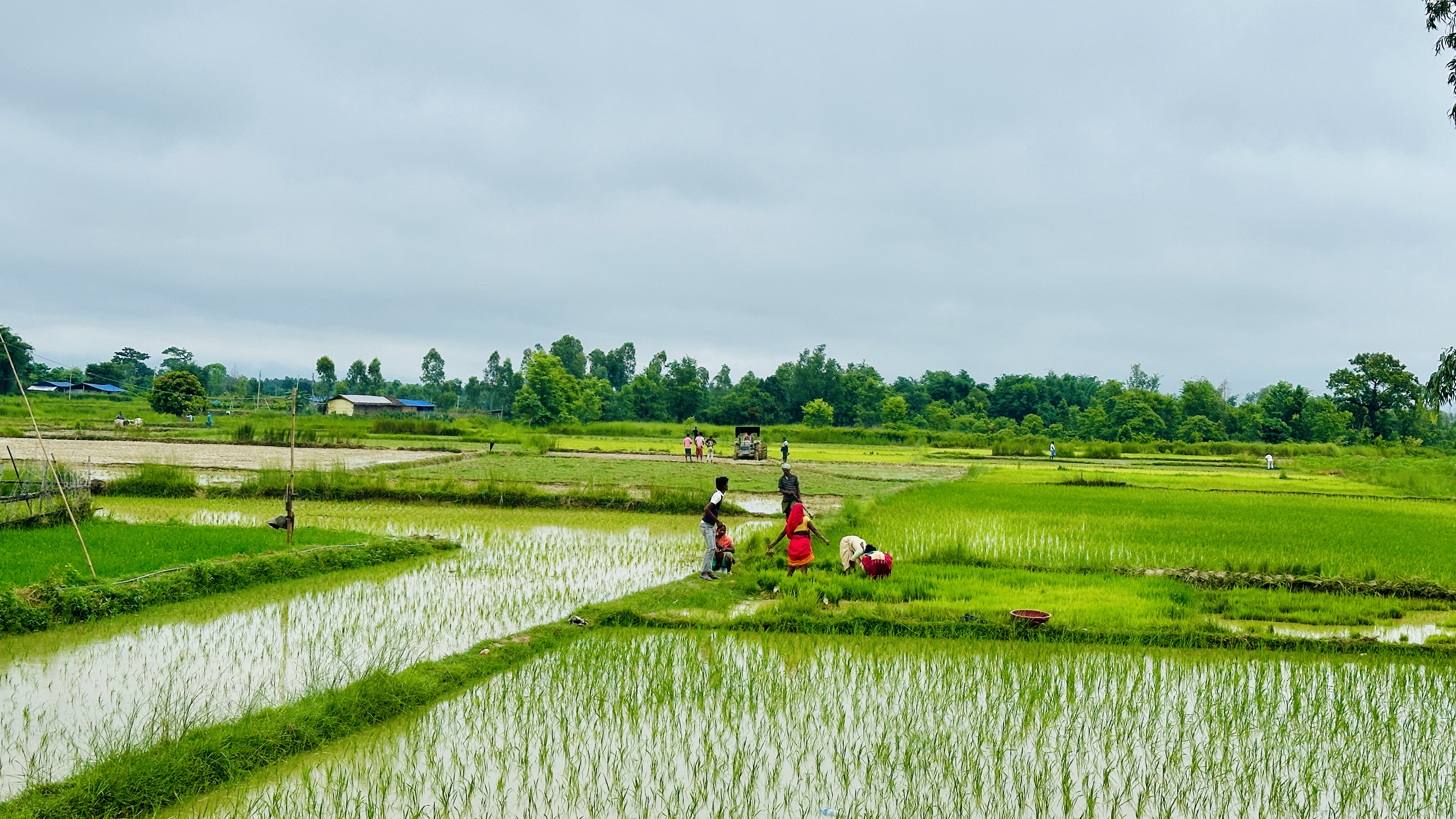 सिरहामा बल्ल सकिन लाग्यो यसवर्षको रोपाइँ