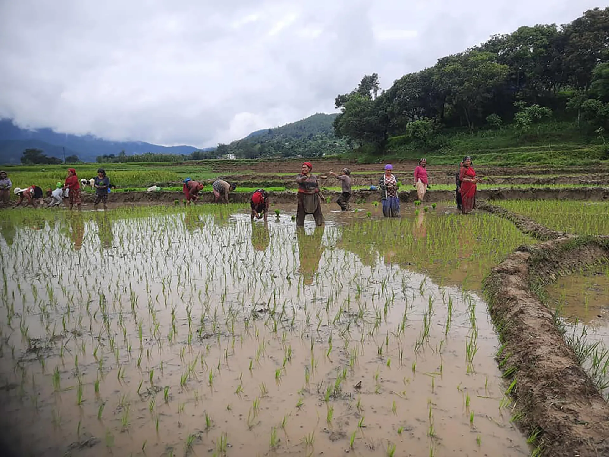 वर्षासँगै सुक्खा सङ्कटग्रस्त मधेस प्रदेशमा धमाधम रोपाइँ
