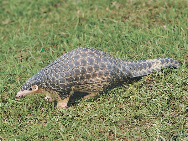 नेपालमै पहिलोपटक सालक सम्मेलन माडीमा सुरु