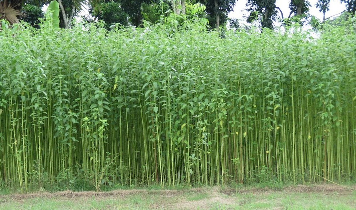 पूर्वी नेपालमा जुटखेती घट्दै, किसान लागे धानखेतीतर्फ