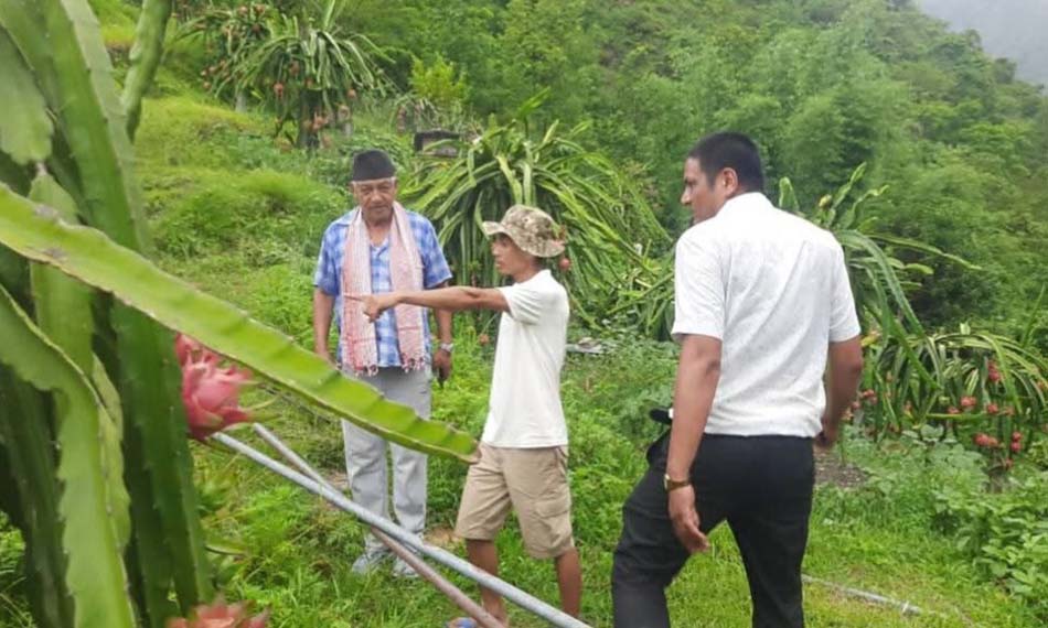 विदेशबाट फर्किएर ‘ड्रागन फ्रुट’ को व्यावसायिक खेतीमा रमाउँदै हौँचुरका सरोज