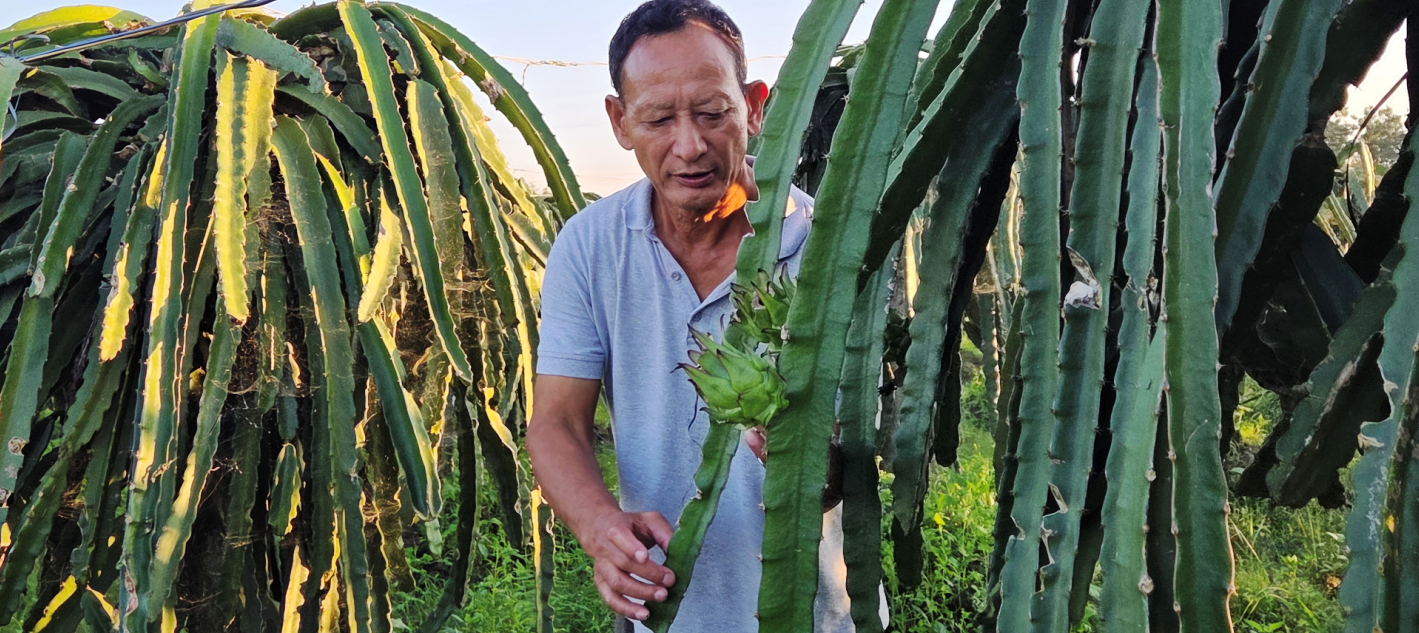 सुनसरीका पूर्वसैनिक घलेको लोभलाग्दो ‘ड्रागन फ्रुट’ खेती, वार्षिक ५५ देखि ६० लाखसम्म आम्दानी
