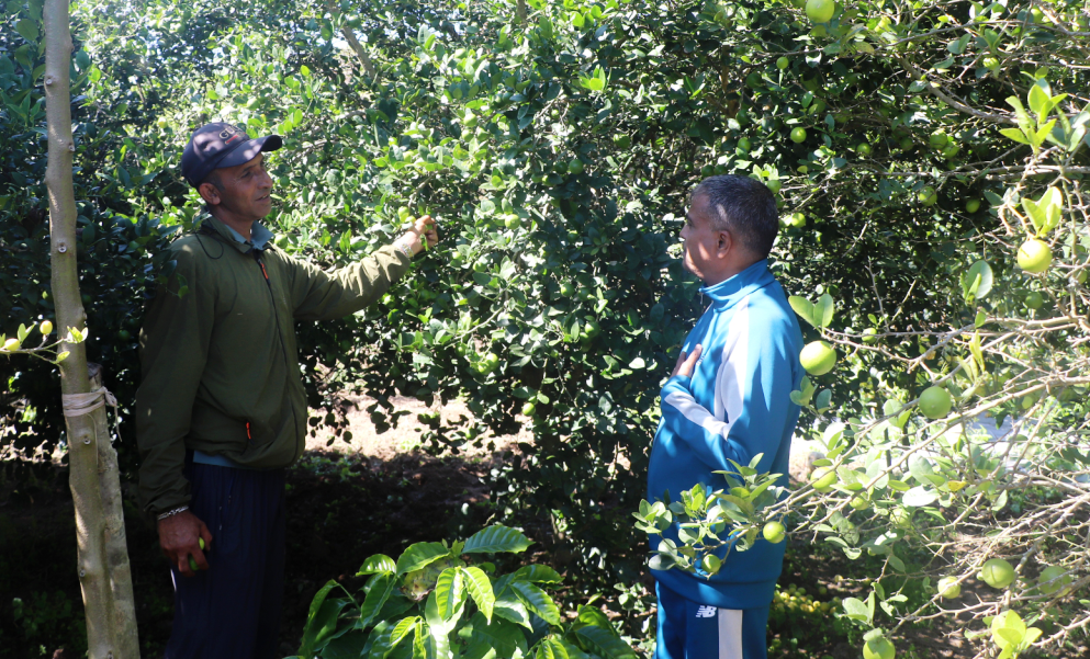 बहुवर्षीय खेती प्रणालीतर्फ आकर्षित हुँदै भोजपुर  पौवादुङका किसान