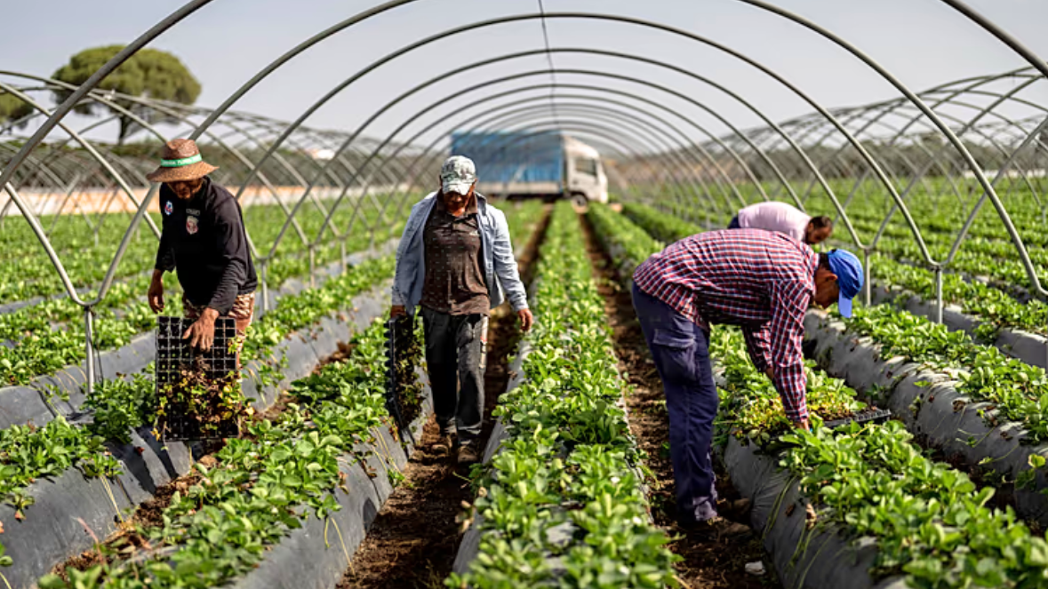 स्पेनमा अमानवीय र असम्मानजनक श्रममा लगाइएका नेपालीको मुद्दा अदालतमा