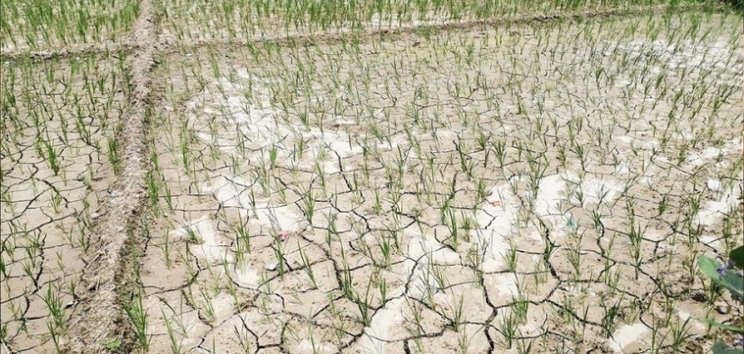 असारे खडेरीले रोपाइँ प्रभावित, झापाका किसान चिन्तामा