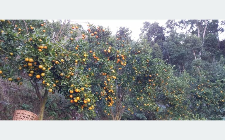 तनहुँमा सुन्तला उत्पादन तथा बिक्रीको विवरण सङ्कलन गरिँदै