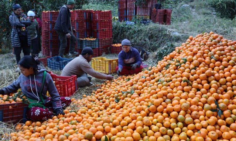 म्याग्दीमा सुन्तला उत्पादनको क्षेत्रफल र मूल्य बढ्यो, उत्पादकत्व घट्यो