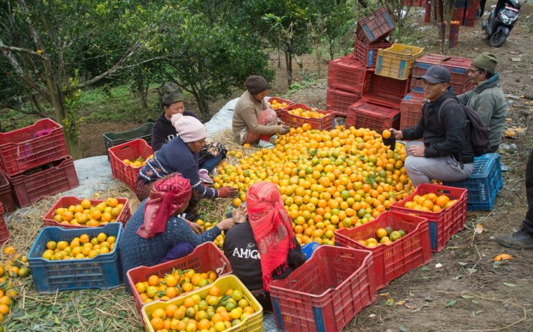 ‘कृषकलाई मौसमले पनि ठग्दो रहेछ’