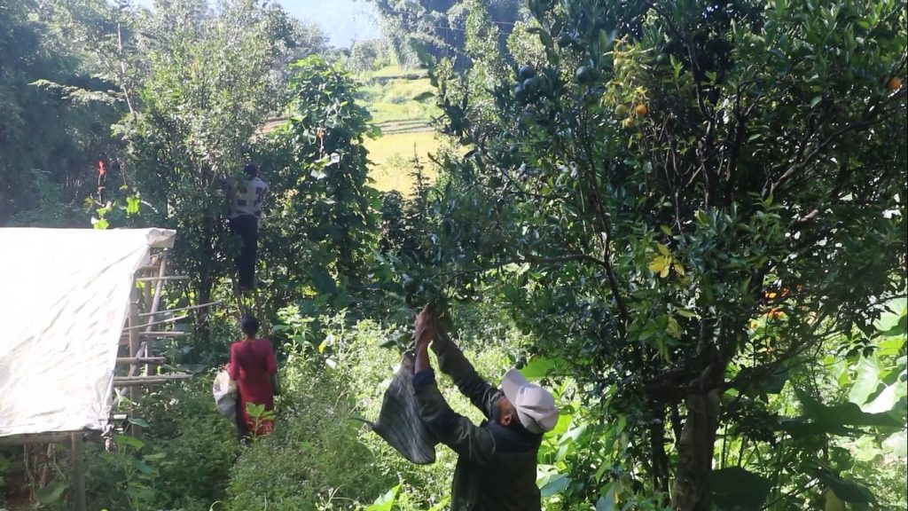 बाँदरले दुःख दिएपछि समयअगावै भोजपुरका किसानले टिपे सुन्तला