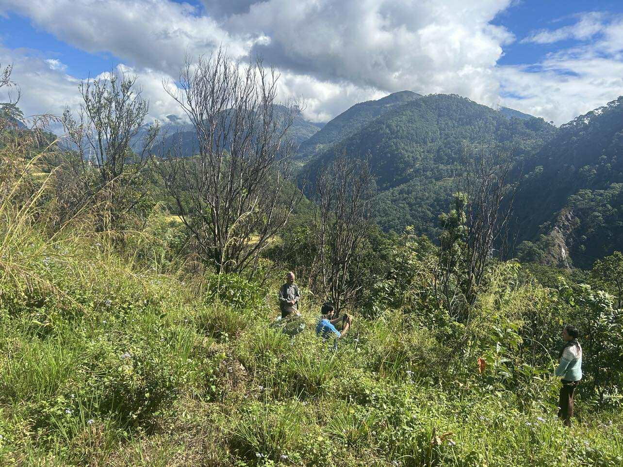 ‘पकेट’ क्षेत्रमै सुके सुन्तलाका बोट, बाली फेर्दै किसान