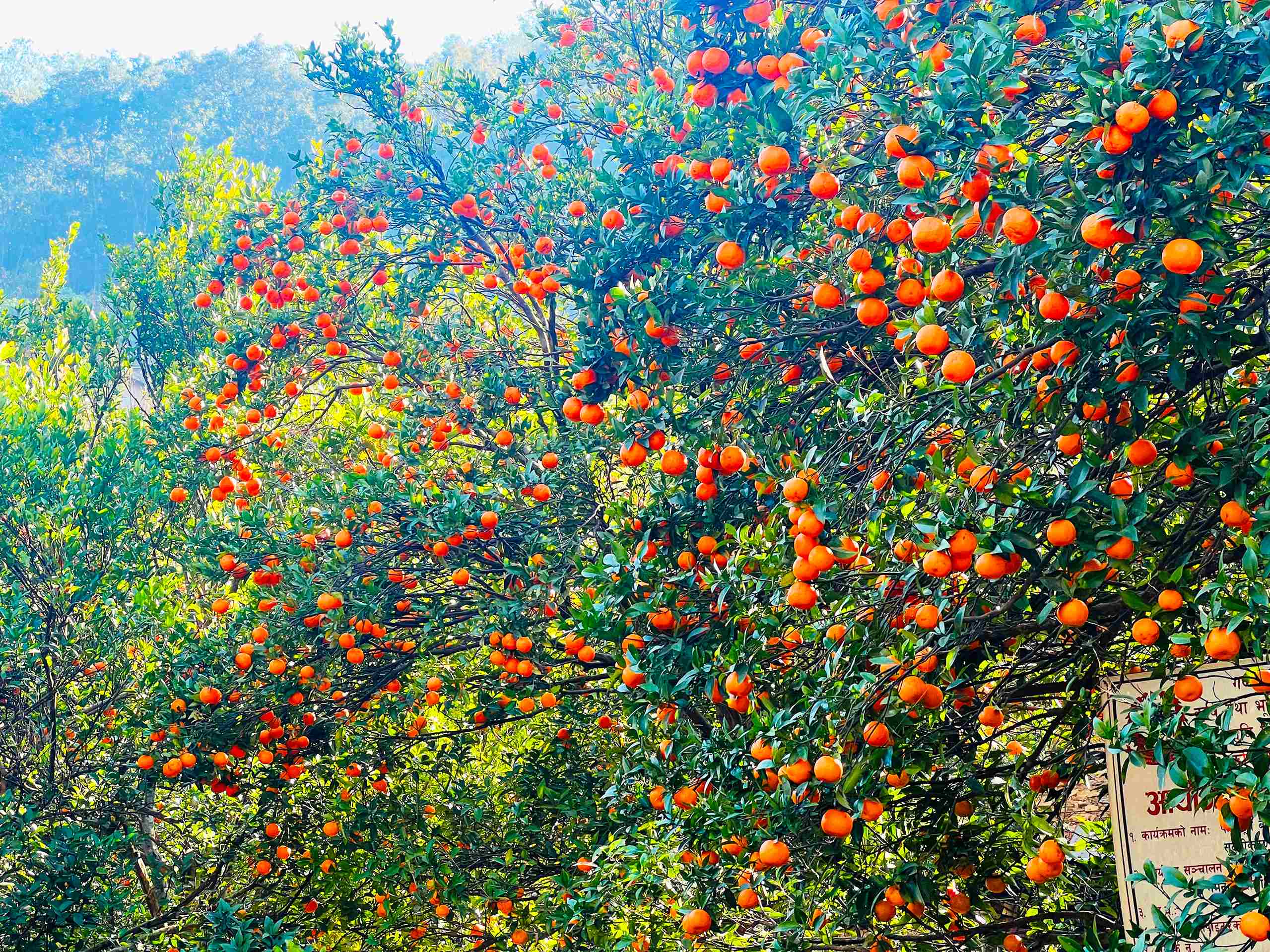 किसानका व्यथा : सुन्तलाले पाएन मूल्य, सस्तोमा बेच्न बाध्य