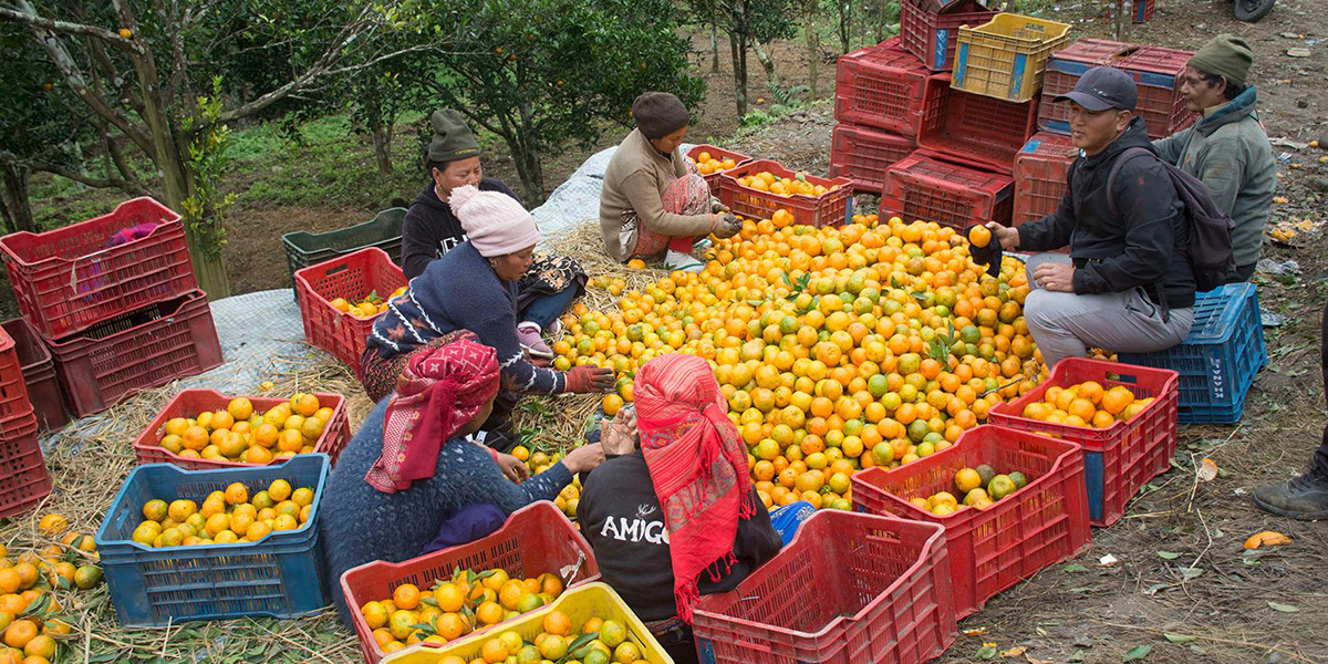 गोलन्जोरका जुनार–सुन्तला बगैँचामा पैसाको बिटो !