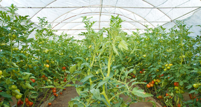 अनुदान पाएपछि व्यावसायिक तरकारीखेती